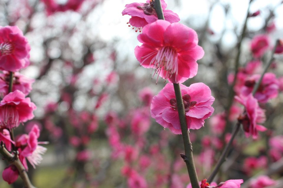 Spring Flowers o the Kumano Kodo