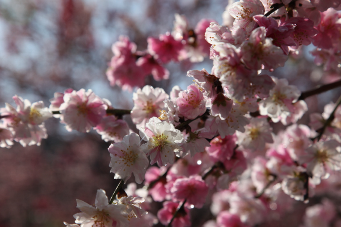 Cherry Blossoms in full bloom in the springtime in Japan