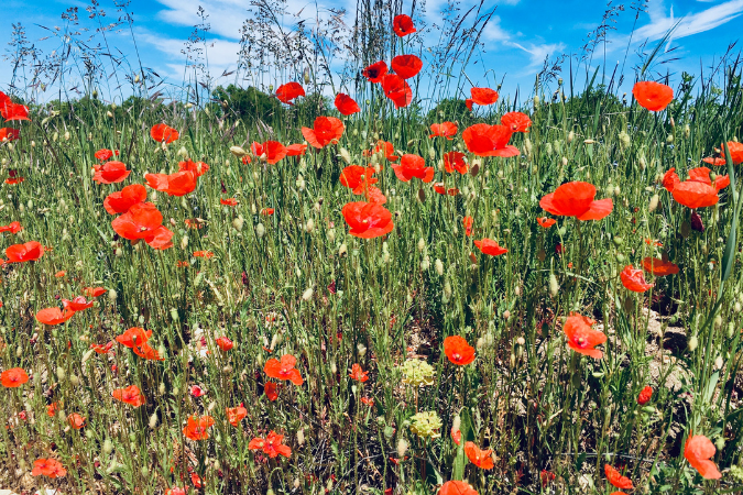 Le Puy Camino France