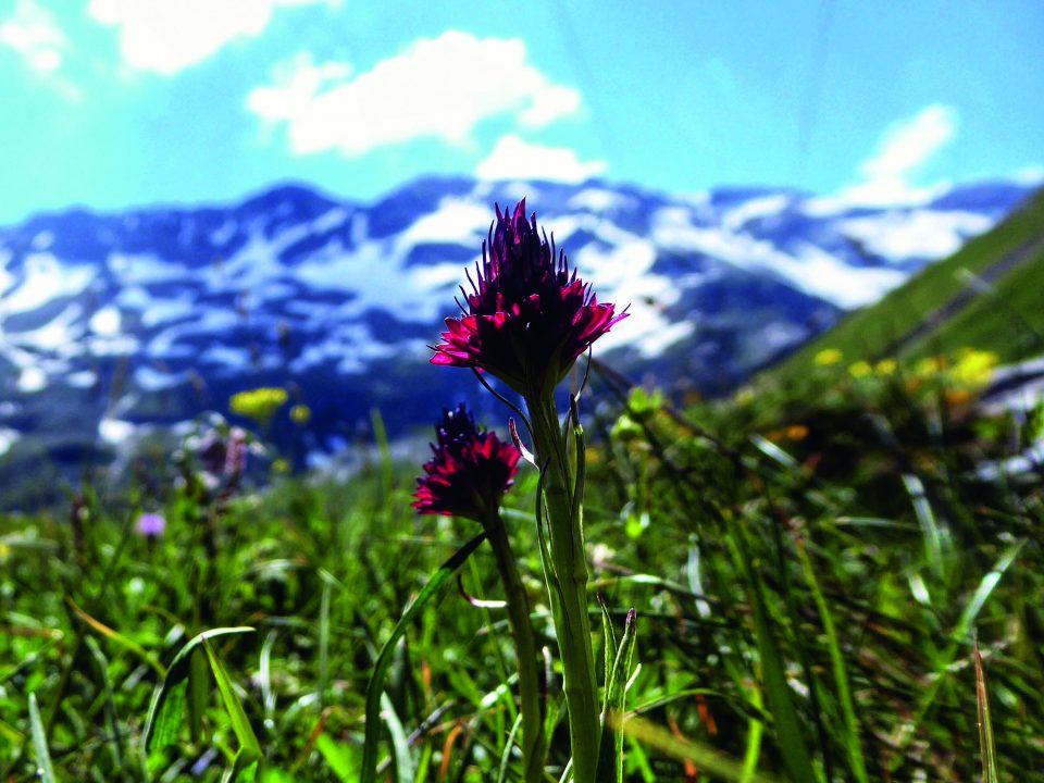 Black Vanilla Orchid, Tour du Mont Blanc