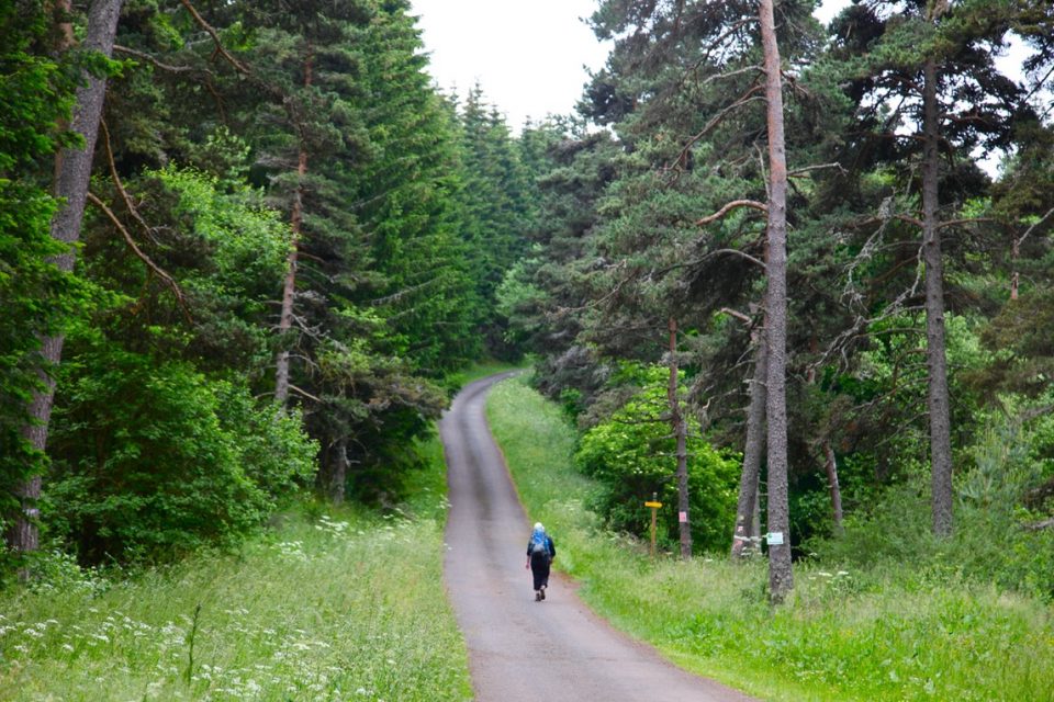 A Camino pilgrim walking on a narrow path through a forest.