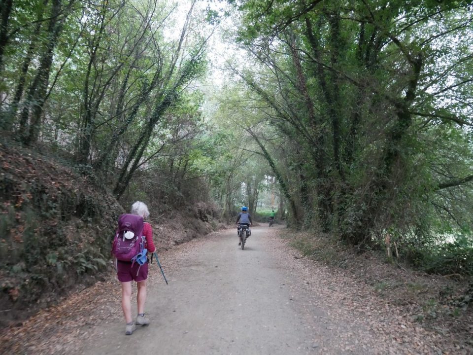 Misty path of Camino