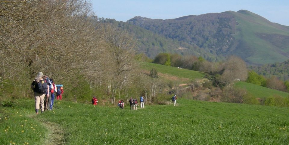 green fields along Camino