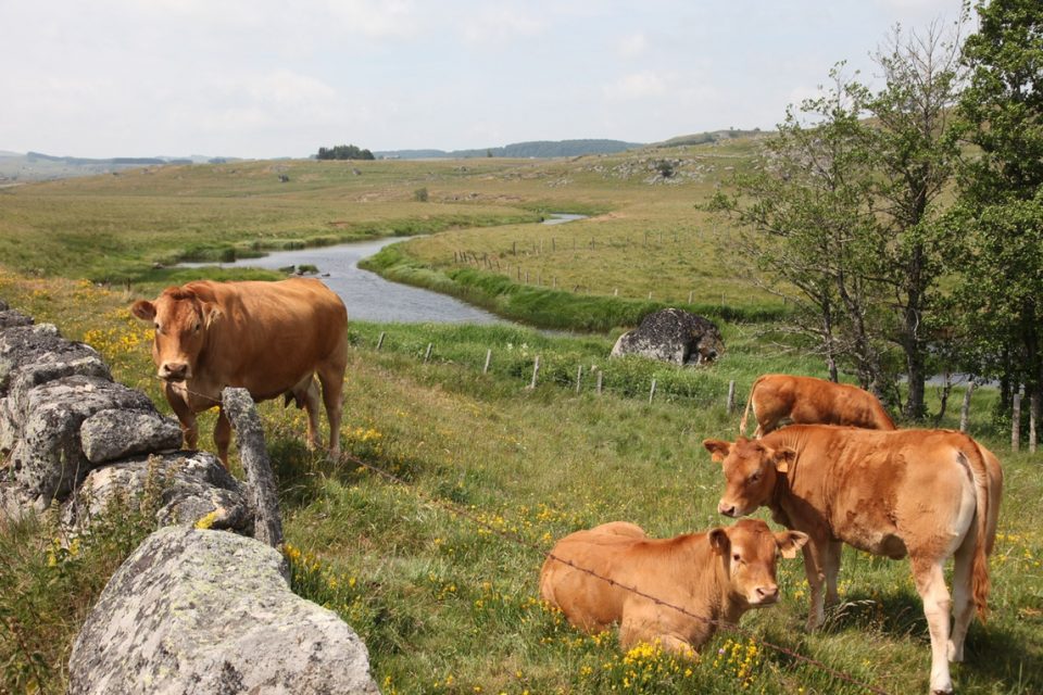 Le Puy Camino cows in the fields