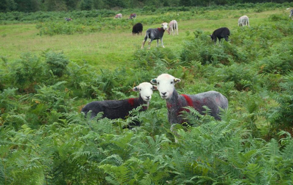 Animals on the Coast to Coast walk.