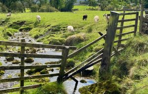 Sheep Coast to Coast