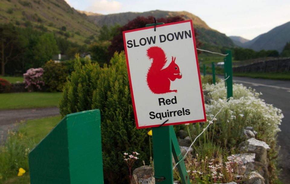 Squirrels sign indicating red squirrels in area
