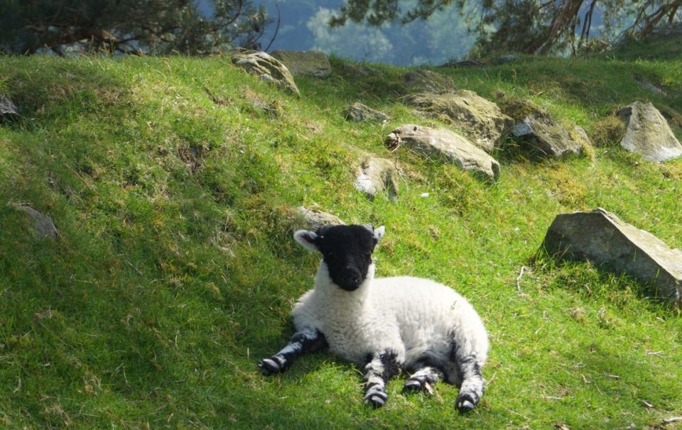 Coast to Coast lakeland lamb