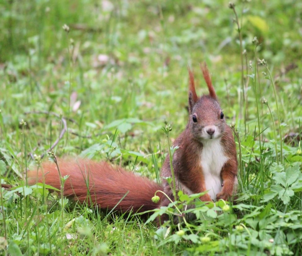 A squirrel on the Coast to Coast walk.