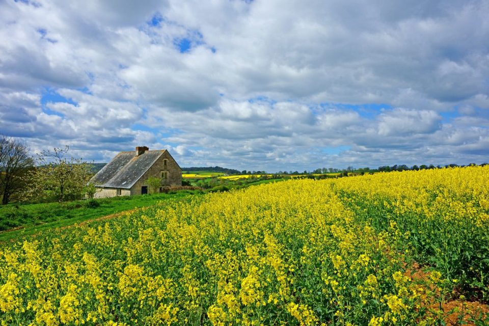 An isolated Cotswold country farm house surrounded by fields of Oil seed rape in spring near Painswick, The Cotswolds, Gloucestershire, United Kingdom; Shutterstock ID 592708112; PO: 196816852; Client: d9a95d8b-4e3c-4347-9e1c-ace54bc921d6