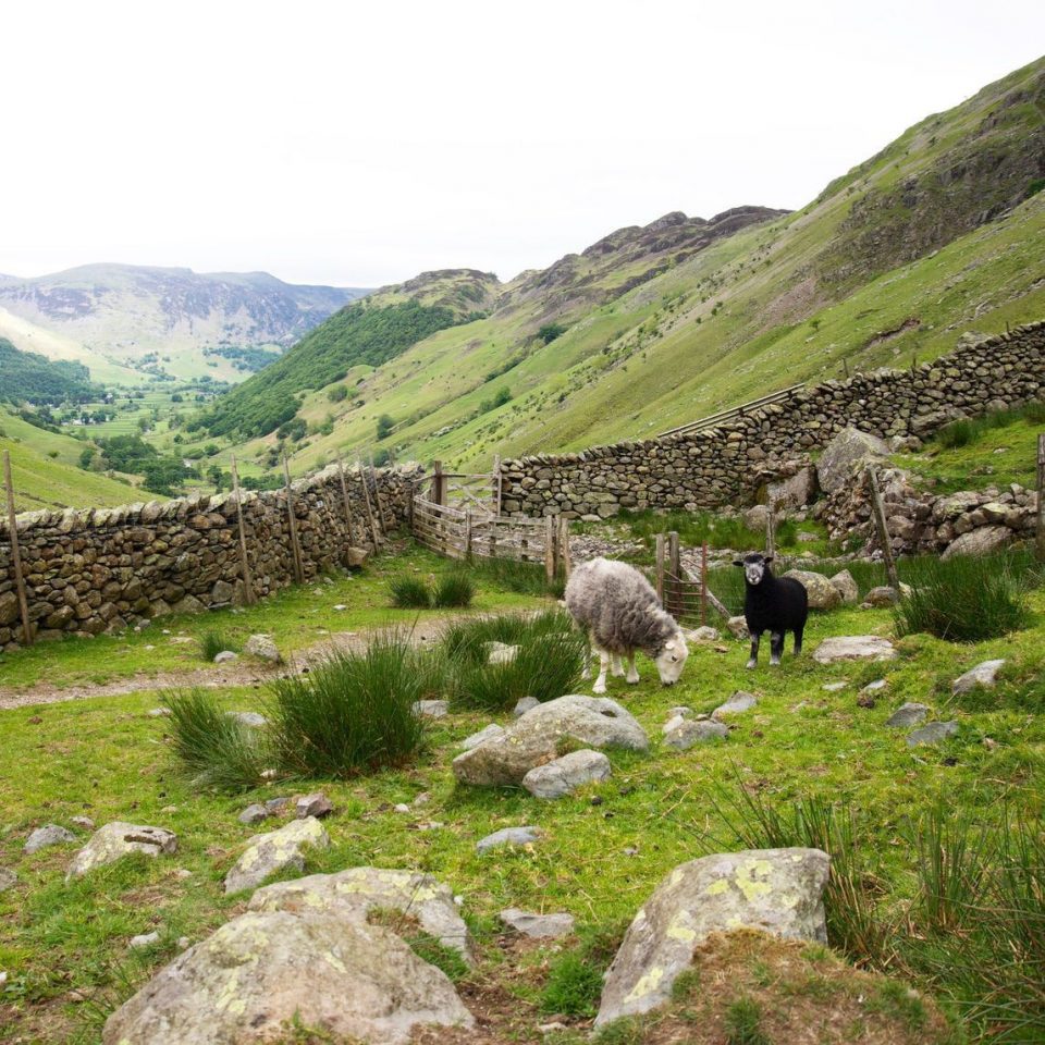 Herdwick sheep in the Lake district