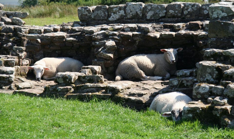 The Swift Walk - Coast to Coast