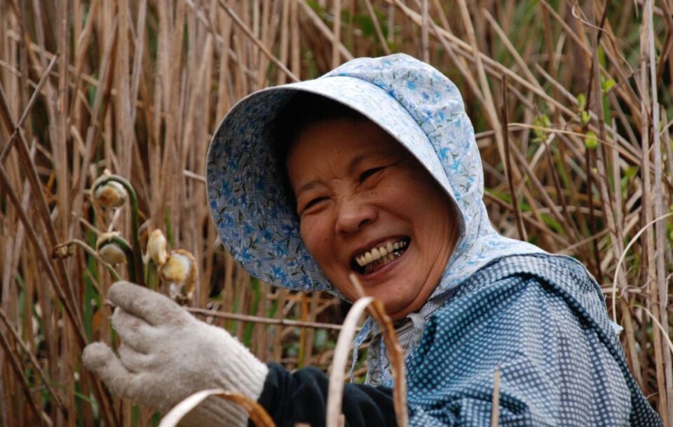 Japanese woman laughing working with bamboo