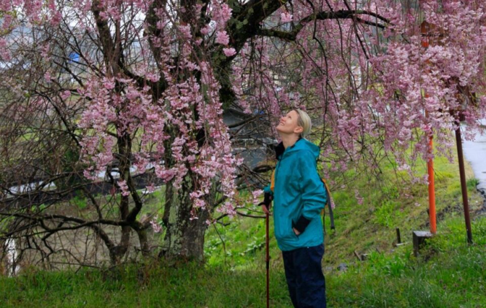 Hiker standing under a blossoming cherry blossom in Japan.