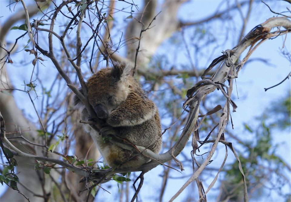 Great Ocean walk_gallery0000