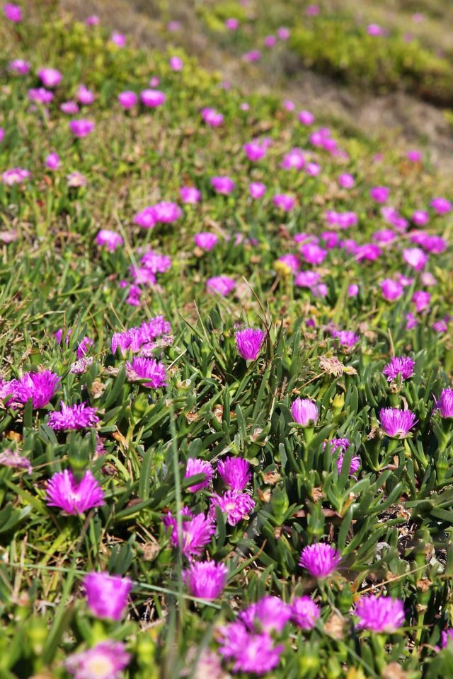 Wild flowers on the Great Ocean Walk.