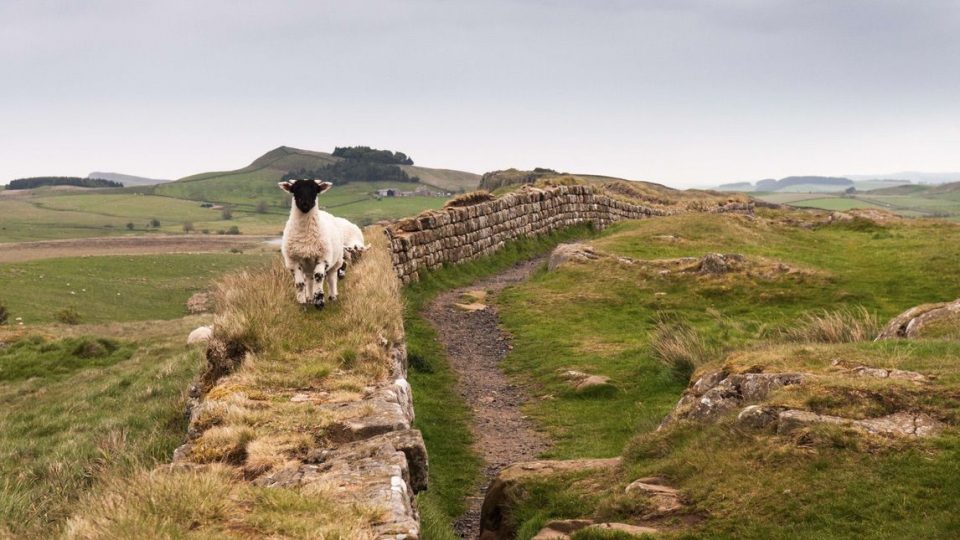 Sheep on Hadrian's wall
