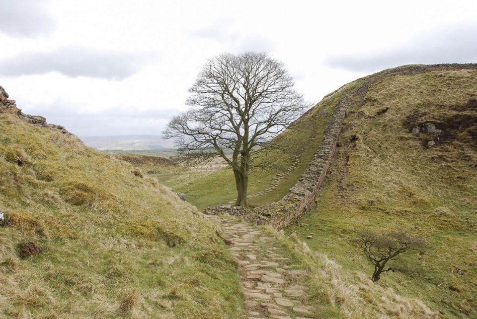Sycamore Hadrian's wall