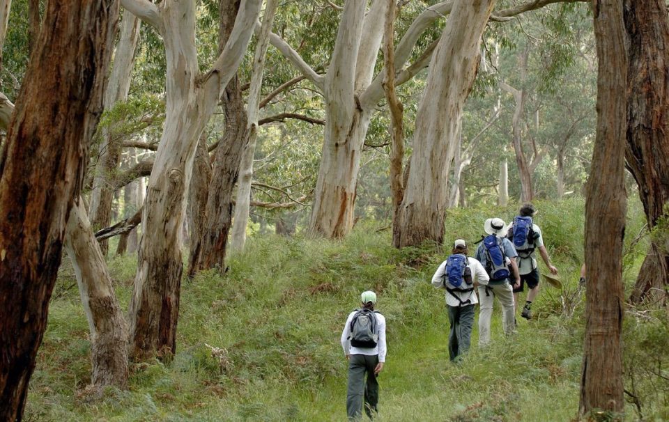 Hikers walking through bushland on the Great Ocean walk.