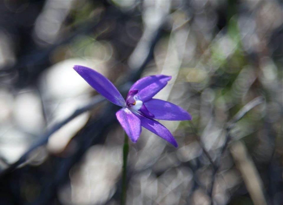 Great Ocean walk_gallery0057
