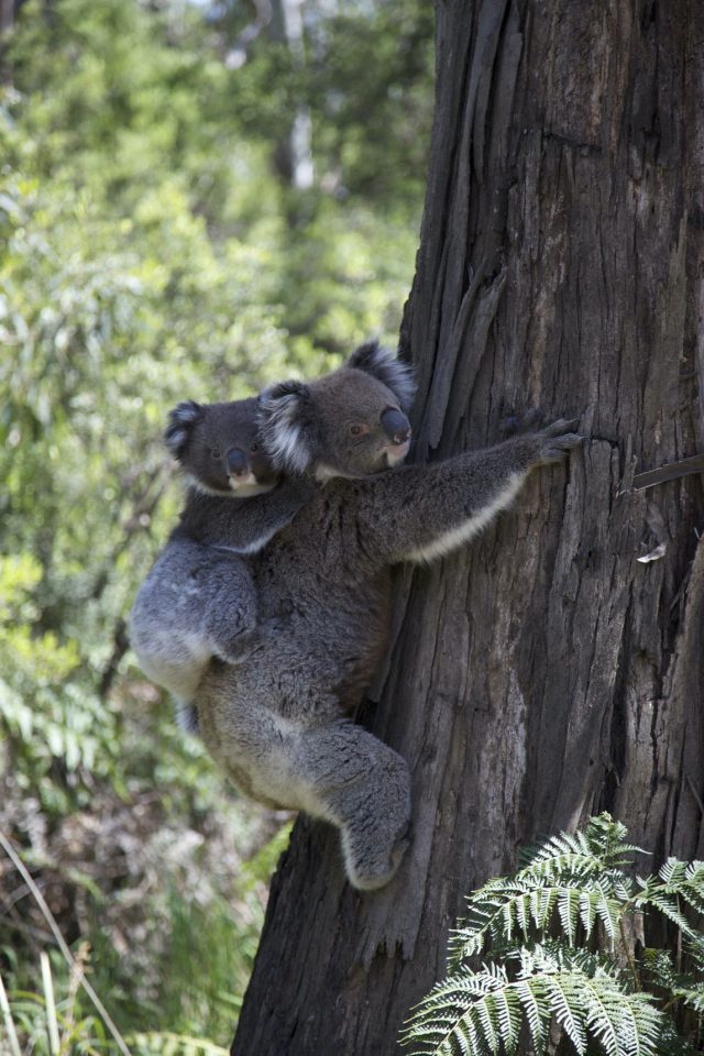 A koala on the Great Ocean Walk.