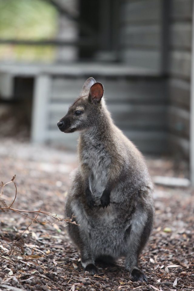 A wallaby on the Great Ocean walk.