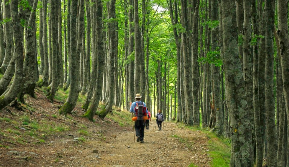 Walkers going through forest along Camino track