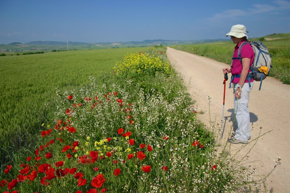 Hiker strolling through poppy-lined Camino trail.