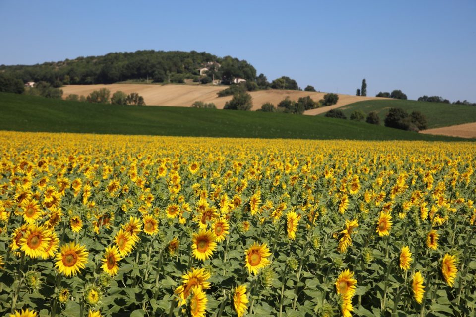 Le _Puy_gallery0002 Sunsflowers on the Le Puy walk.