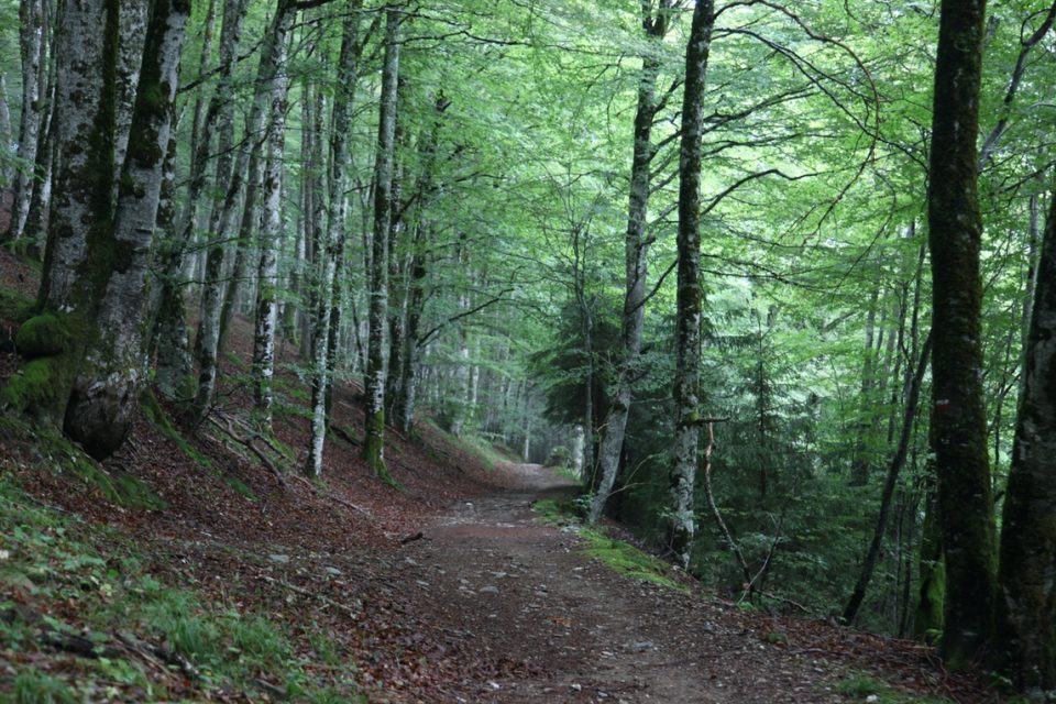 Le _Puy_gallery0002 Forest walking trail Le Puy Camino