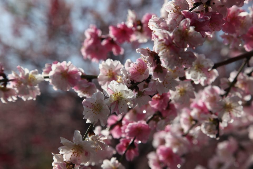 Cherry blossoms, Japan