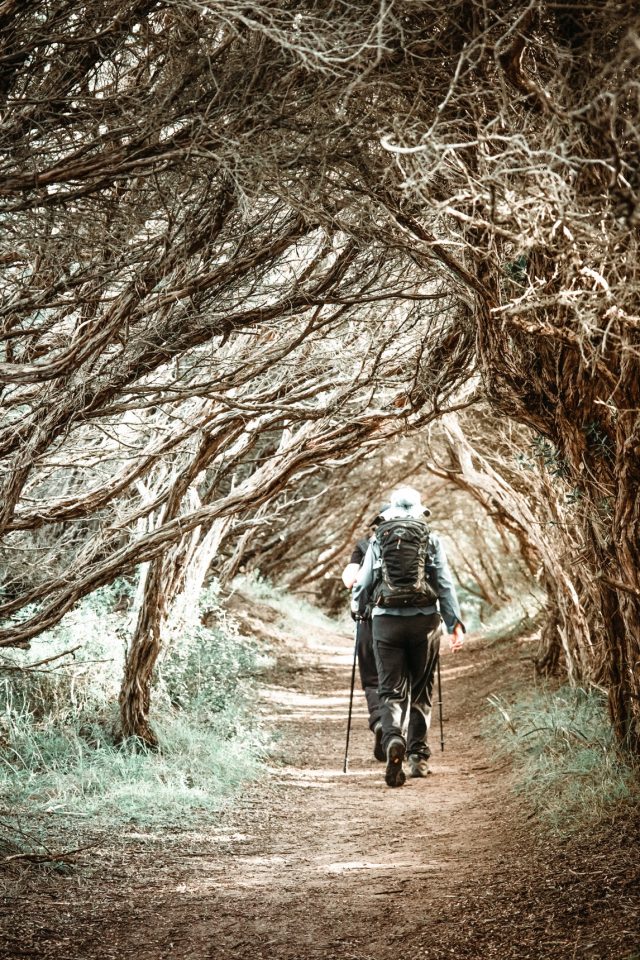 An avenue of trees line the path