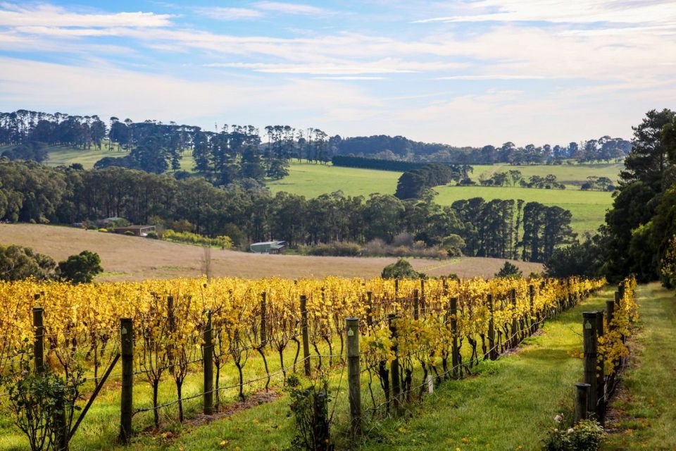 Wineries on Mornington Peninsula