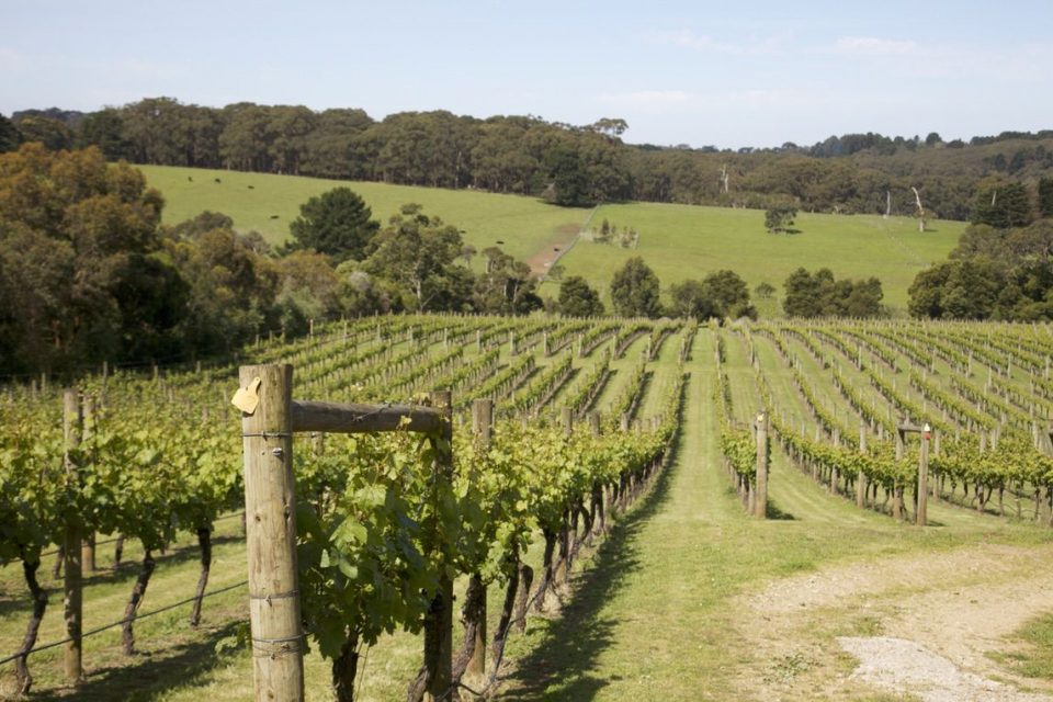 Mornington Peninsula Wineries