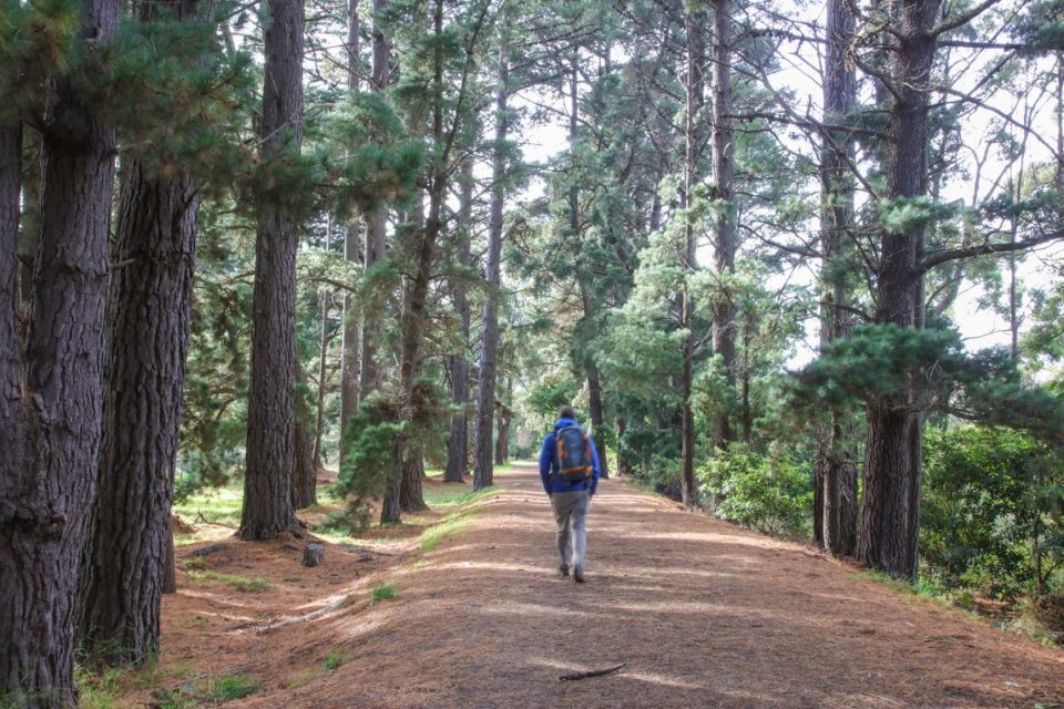 The forests walk Mornington Peninsula