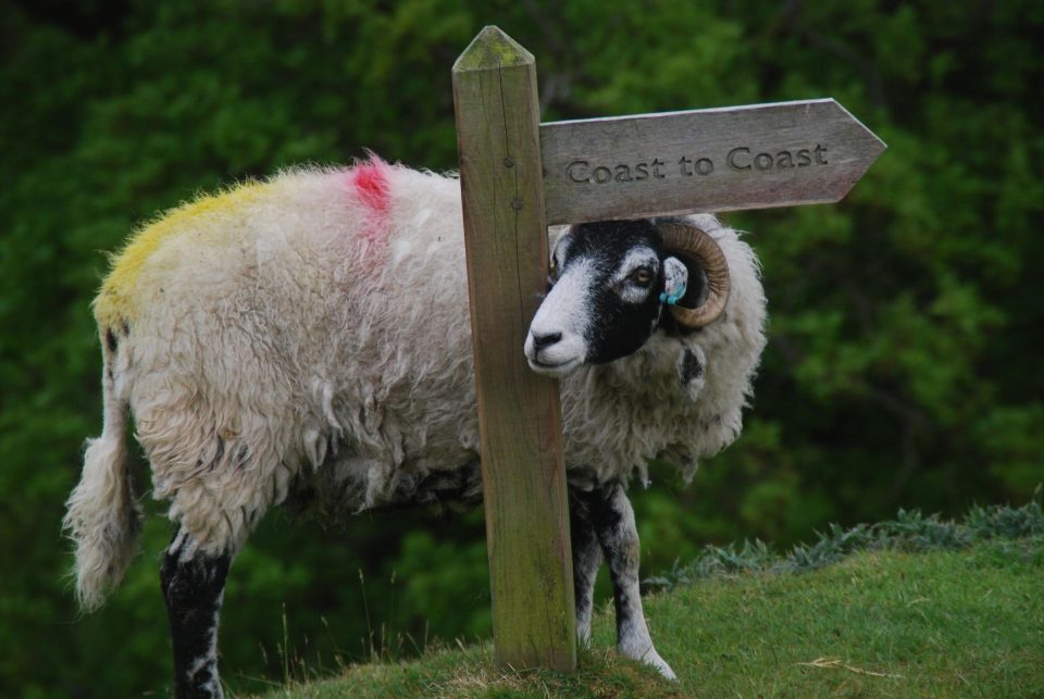 Sheep on the Coast to Coast path