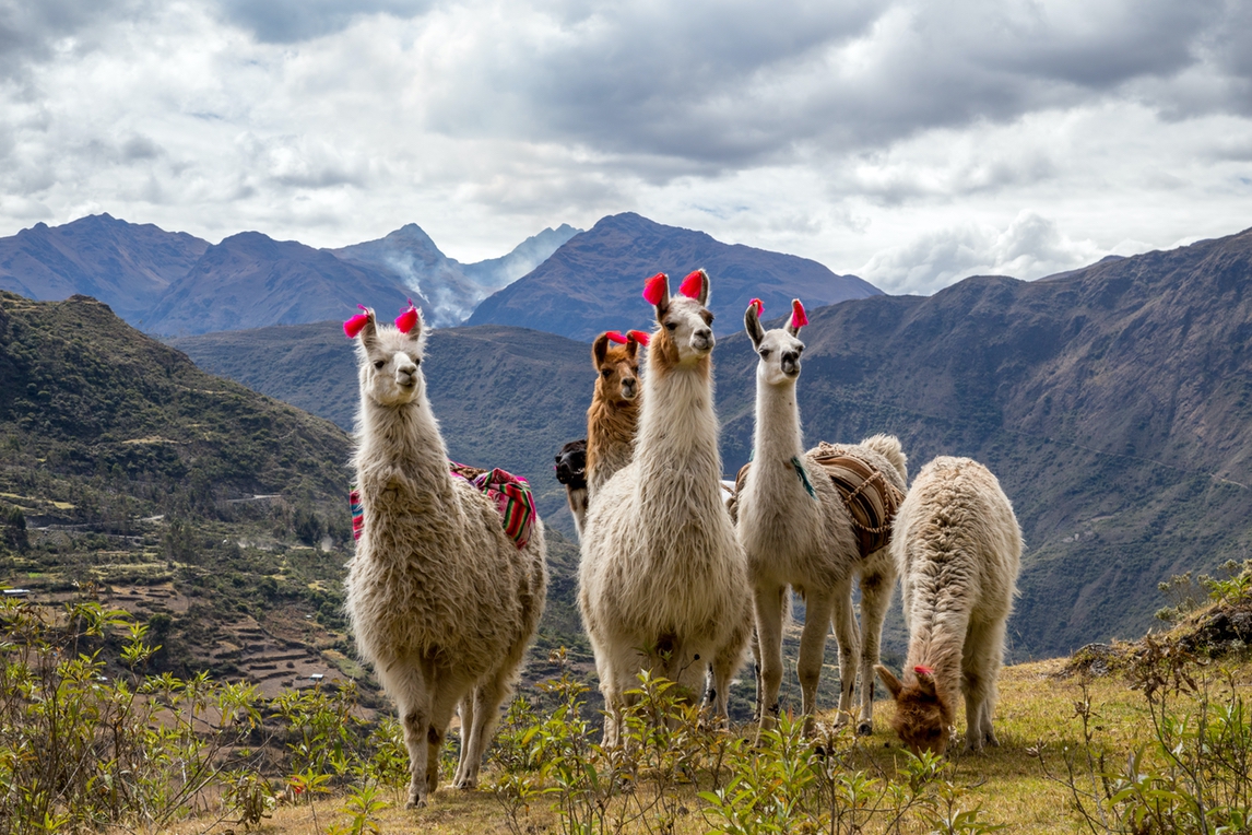 Lares Trek Camping - Peru Lares Trek Camping - Peru