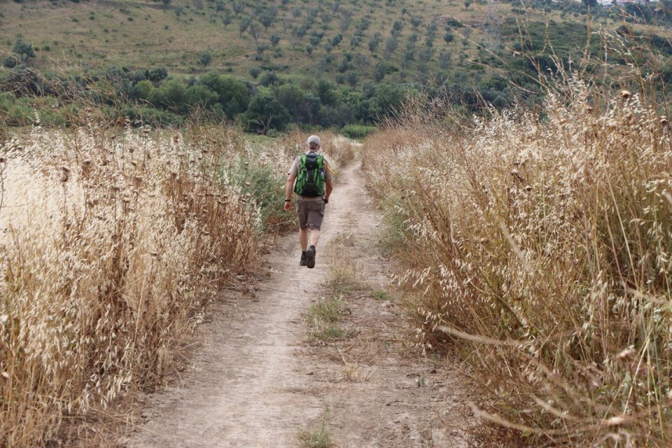 Camino Walker in fields & vineyards