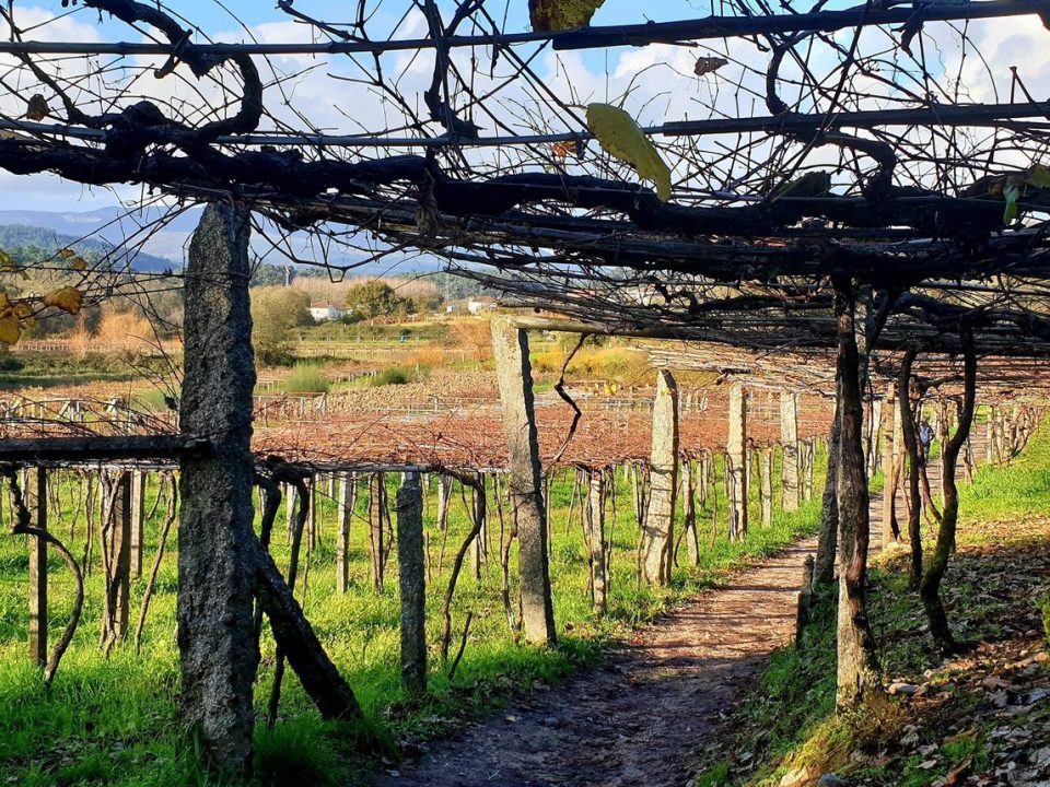 Vineyard walk Portugal