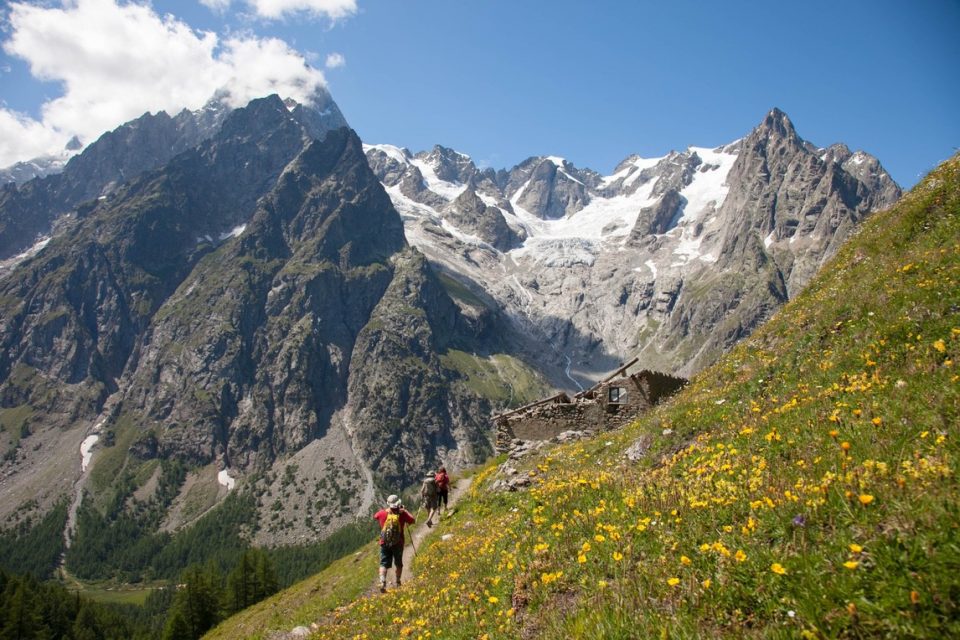 Two hikers walking up a mountain covered in yellow wild flowers. The snow covered Alps are in the background.