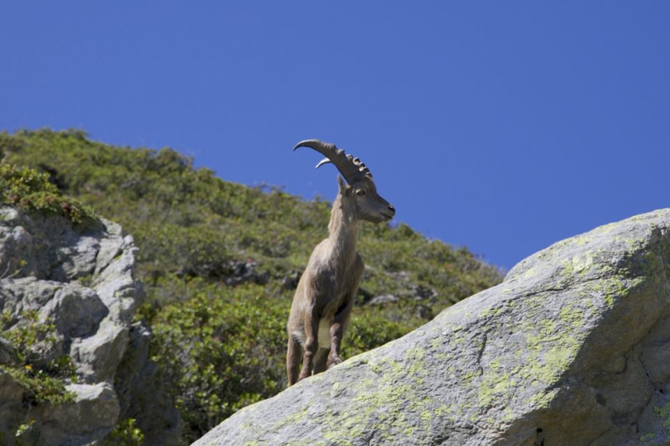 Tour Du Mont Blanc_hiking_gallery0012
