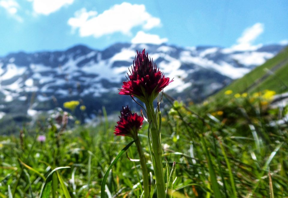 Wild flowers surrounded by green grass with snow capped mountain alps in background.