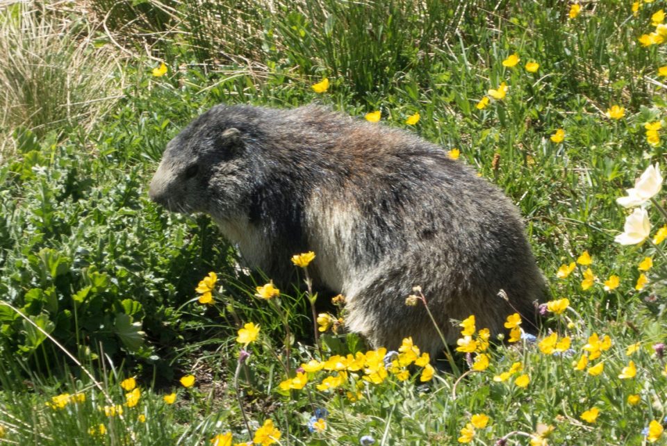 Tour Du Mont Blanc_hiking_gallery0032