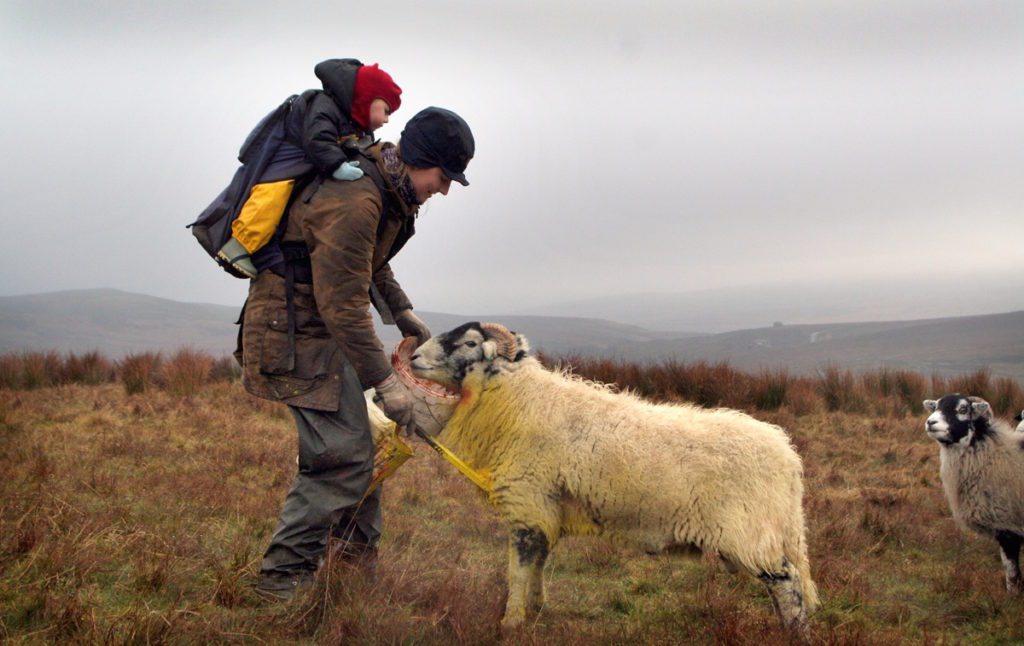 The Yorkshire Shepherdess: Amanda Owen | Raw Travel