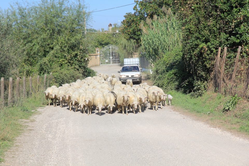Via Francigena Viterbo to Rome0001