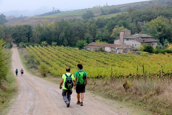 Via Francigena vineyard walk