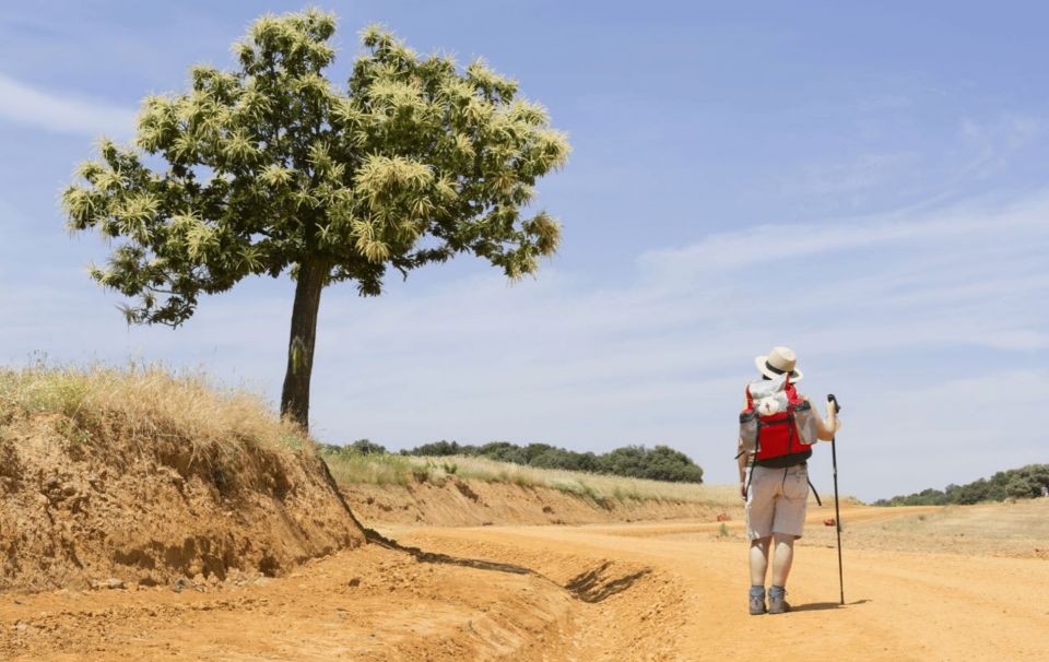 Rear view of a hiker on the Camino next to a single tree on a golden coloured dirt path.