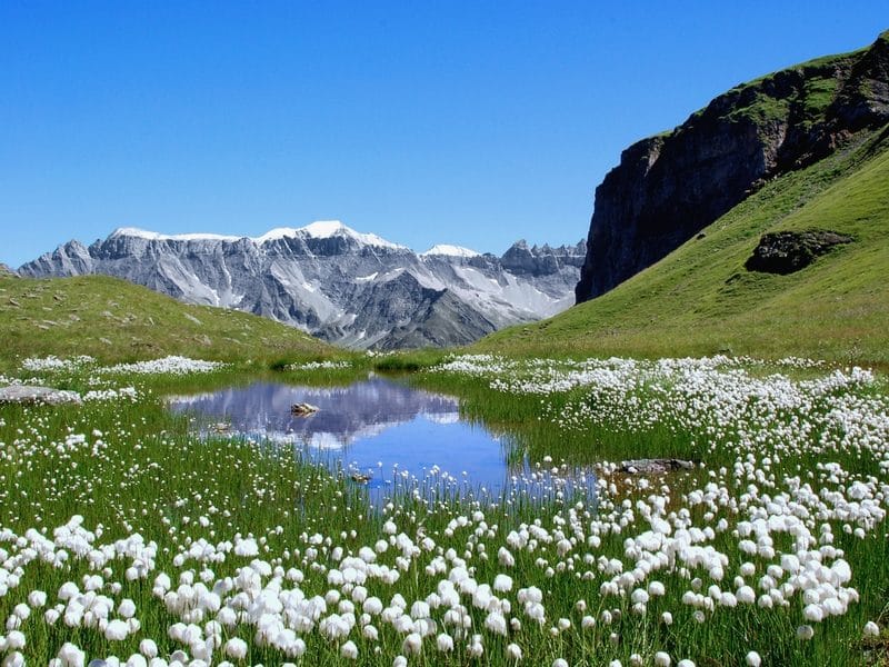 European Alps Alpine Flowers