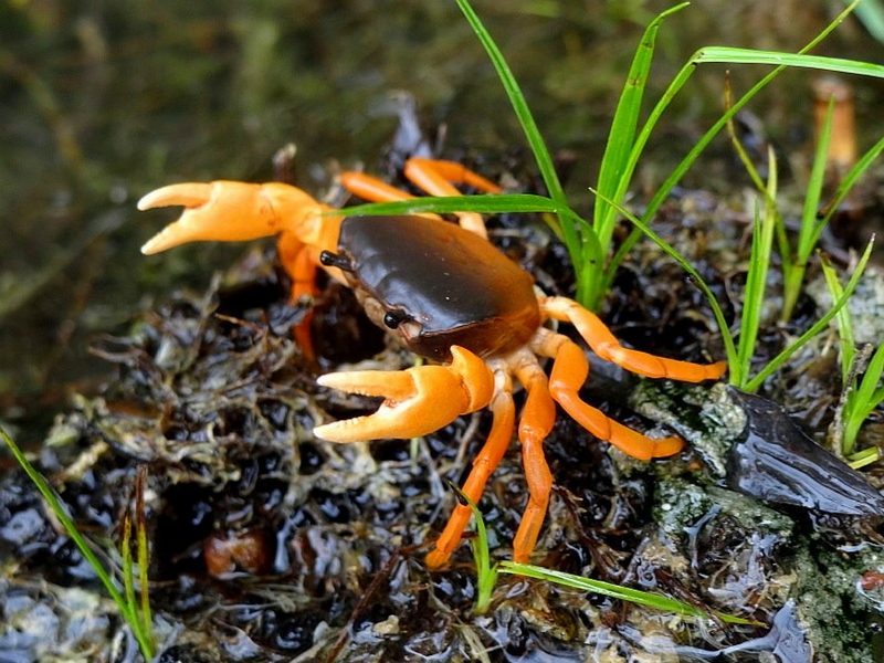 Fresh Water Crab on the Kumano Kodo, Japan