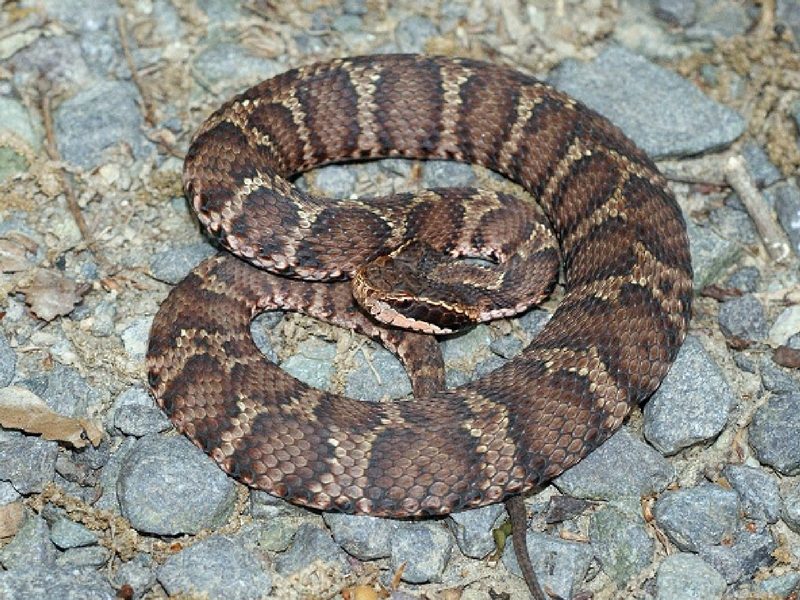 Snakes on the Kumano Kodo, Japan